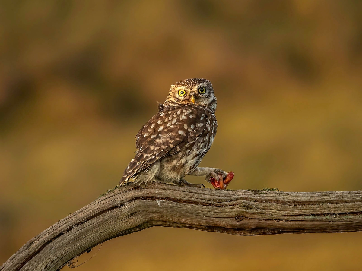 Little Owl with Supper - Janet Taylor - First Place